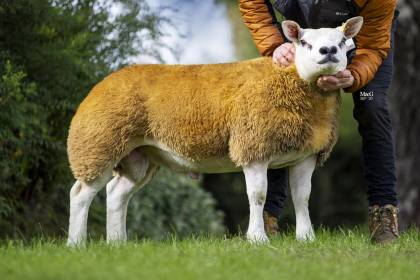 Hallrigg Daytona Top Price at 3,600gns 