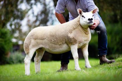 The new 50,00gns breed record holder from Mr Edward Pugh. Glanllyn 