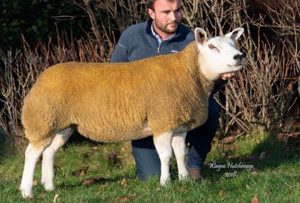 Champion from Cairnam Flock