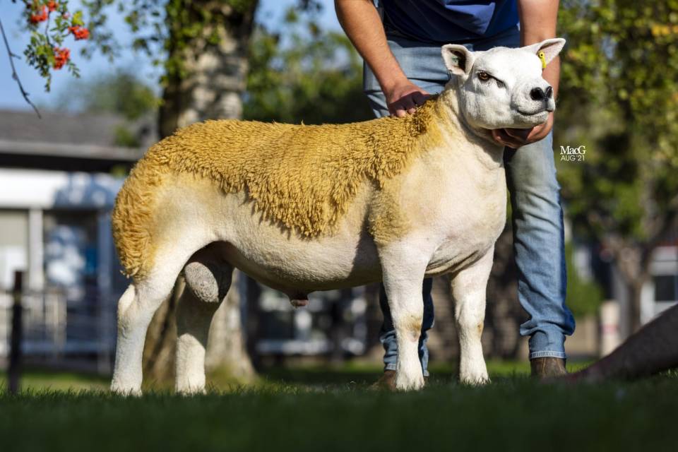 Top Price 70,000gns 