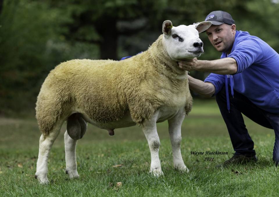 Top Price 420gns 0 Midcombe Flock 