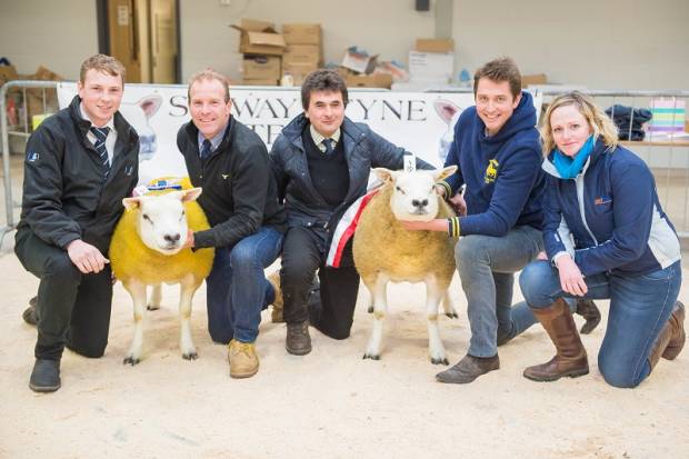 Carlisle In Lamb Sale Report 