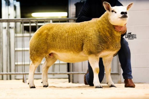 Solway & Tyne Texel Club In Lamb Sale Report