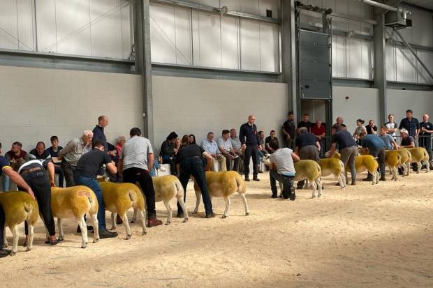 SOLWAY AND TYNE TEXEL CLUB FIRST SALE 2023 - SHOW RESULTS