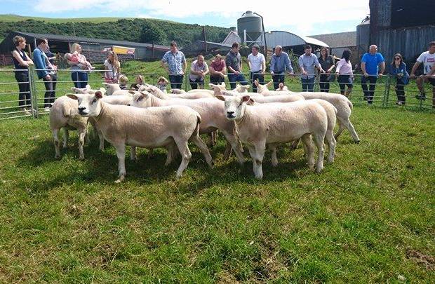 Open Day at Garngour and Teiglum Flocks