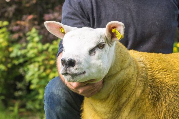 2017 CARLISLE SALE 31ST AUGUST AND 1ST SEPTEMBER