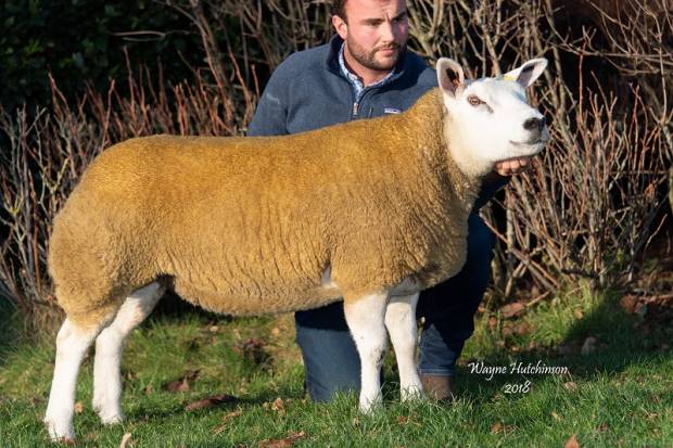 IN LAMB SALE REPORT NOW AVAILABLE