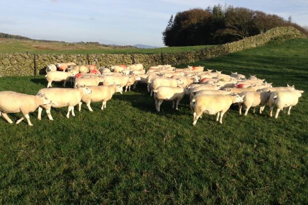 FLOCK COMPETITION RESULTS